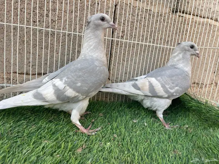 طبه زاجل وايت بار 4