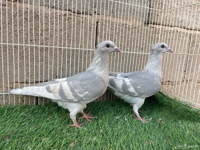 طبه زاجل وايت بار 1