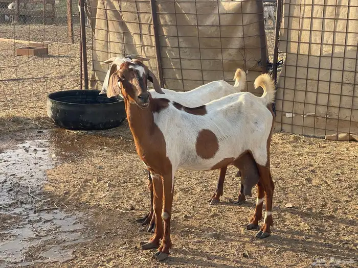 13 معزا جنوبيات مراح دفيع وحليب مقنوي طيب تم البيع 3