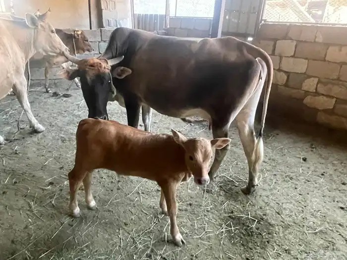 بقر للبيع جمله العدد 8 كبار بفحلها و6 تبع اقبل بدل غنم 28