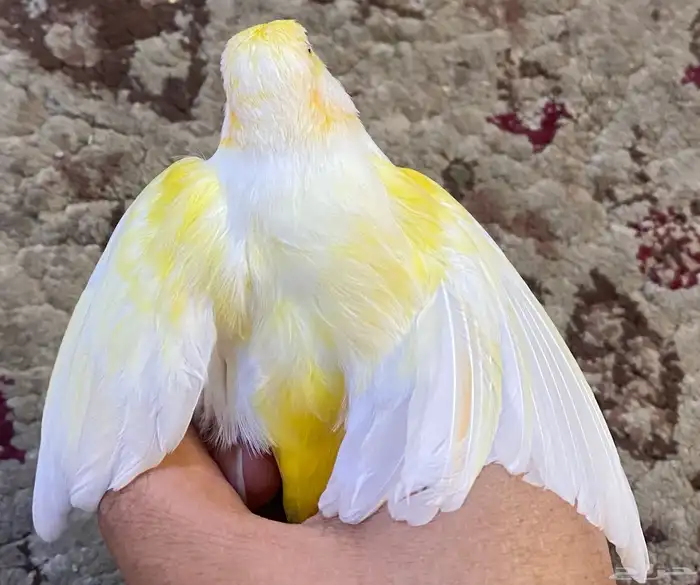 للبيع ذكر كناري مغرد 3