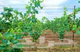 يوجد لدينا اشجار عنب كثيره للبيع 0