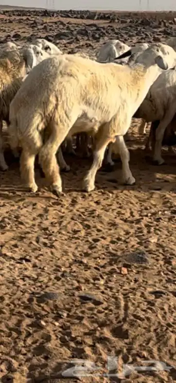 غنم للبيع 4