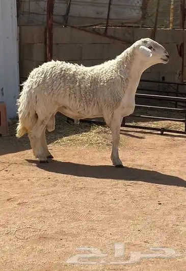 فحل حري صنف مشروط 0