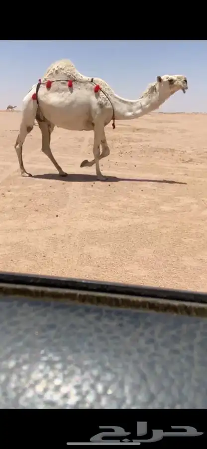 لقحات كفوو العدد4 0