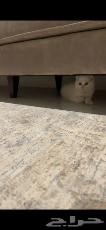 قطه 1