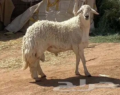فحل حري صنف مشروط 9