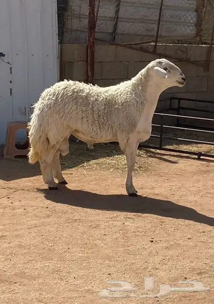 فحل حري صنف مشروط 1