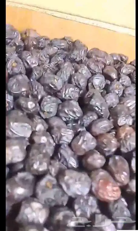 تمر عجوة 12ريال كيلو 1