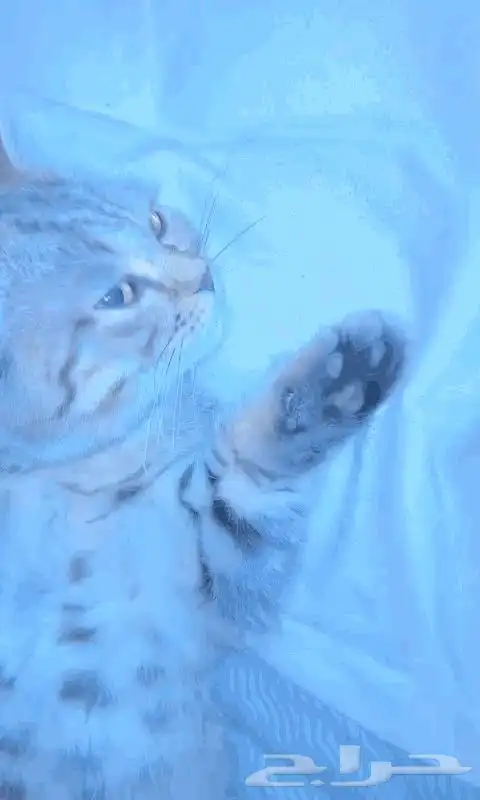 قط سكوتش ستريت شورت هير 4