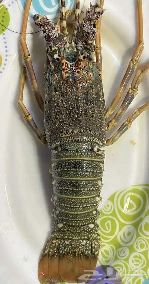 للبيع اسماك سمك وروبيان 17