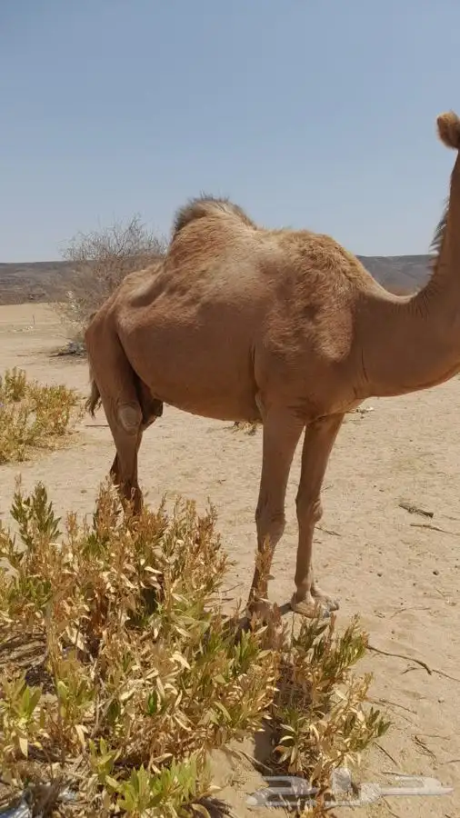 مكه الجموم 0