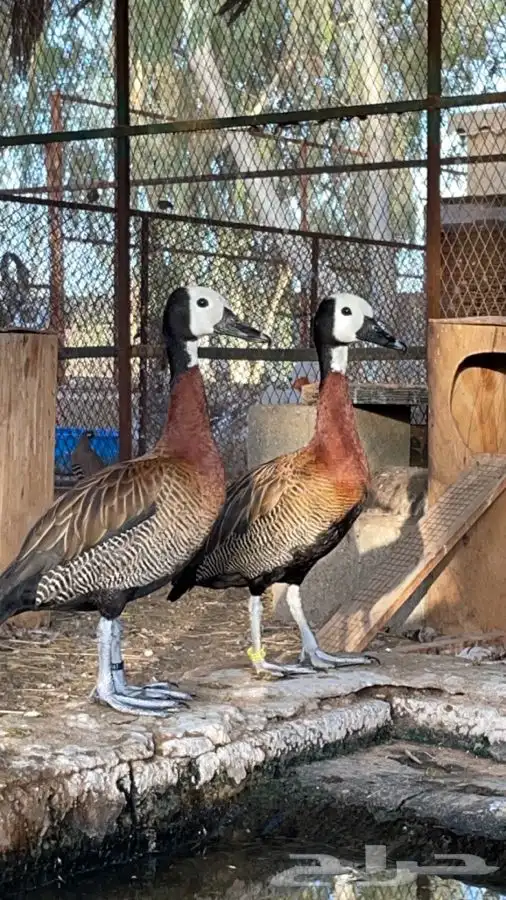 نوادر البط جوز وايت فيس الصفاري 0