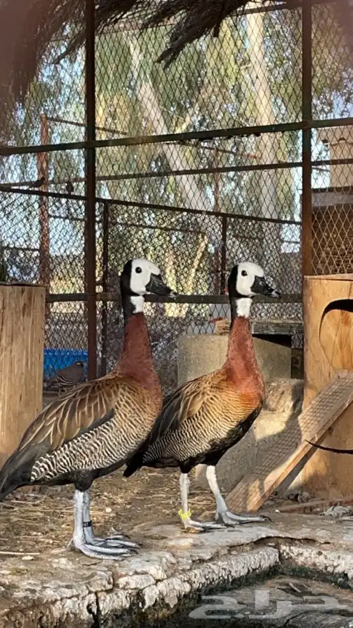 نوادر البط جوز وايت فيس الصفاري 1