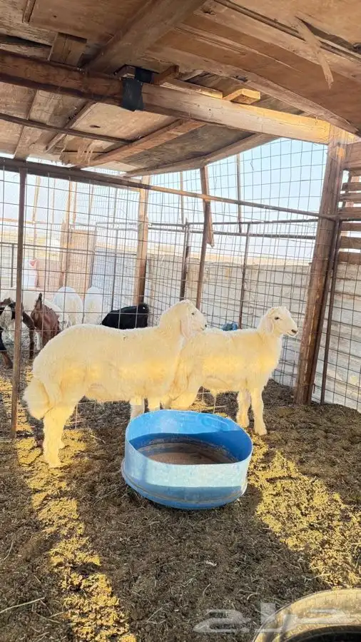طليان حريه العدد اثنين الاعمار 4 اشهر وفوق 0