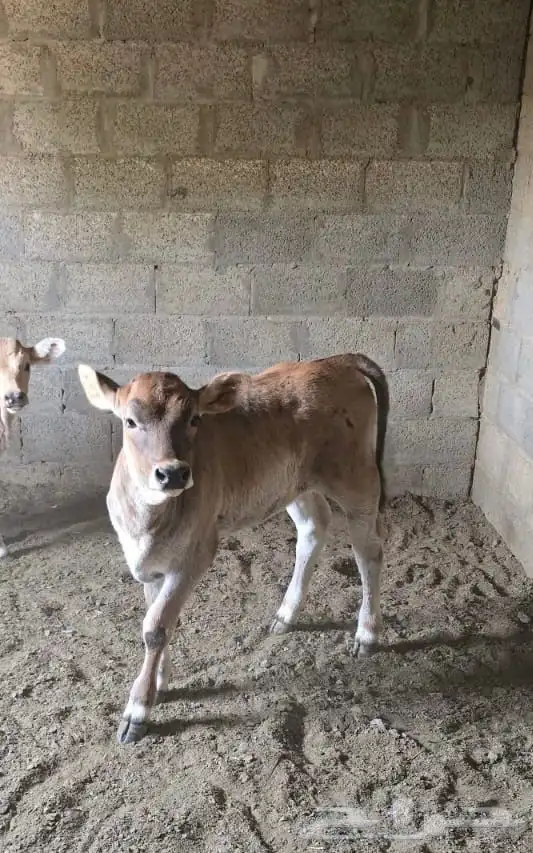 بقره ناتج 2