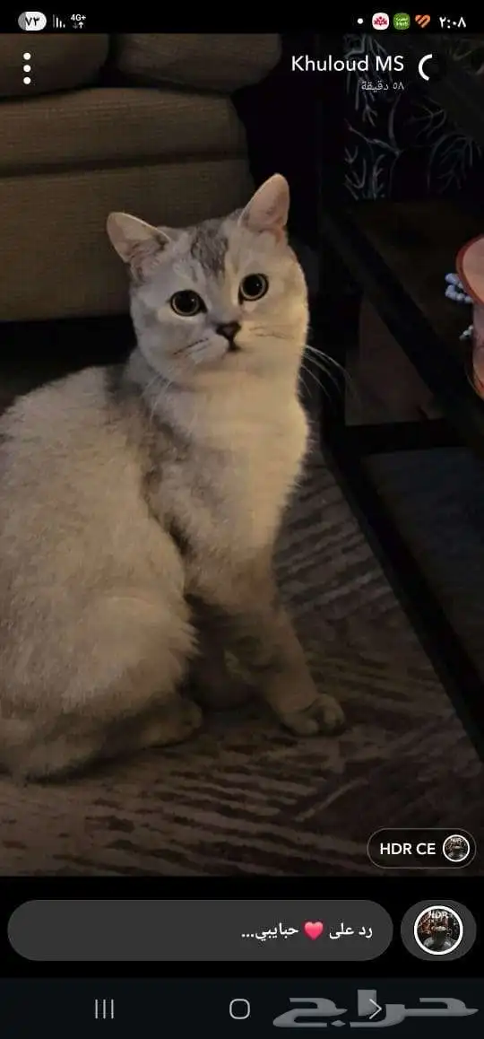 قطط 0