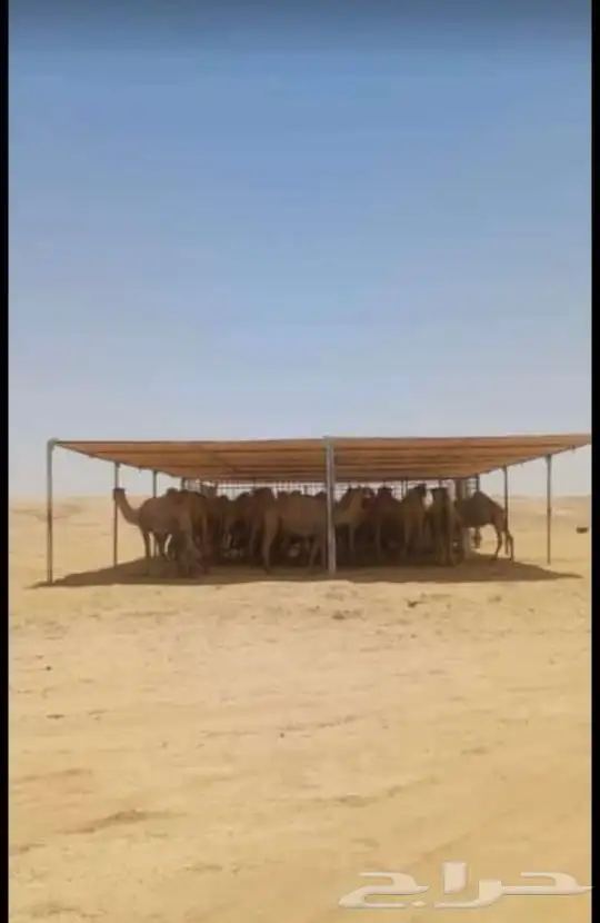 مظلات ابل وغنم 11