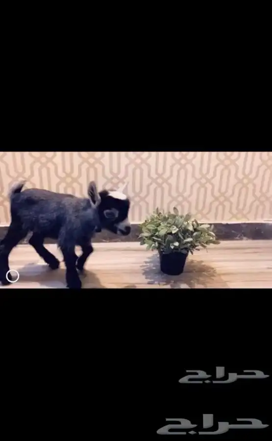 ماعز القزم 3