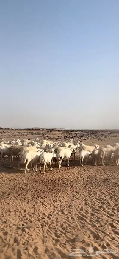 غنم للبيع 3