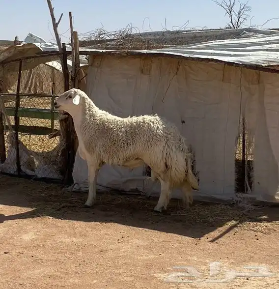فحل حري صنف مشروط 3