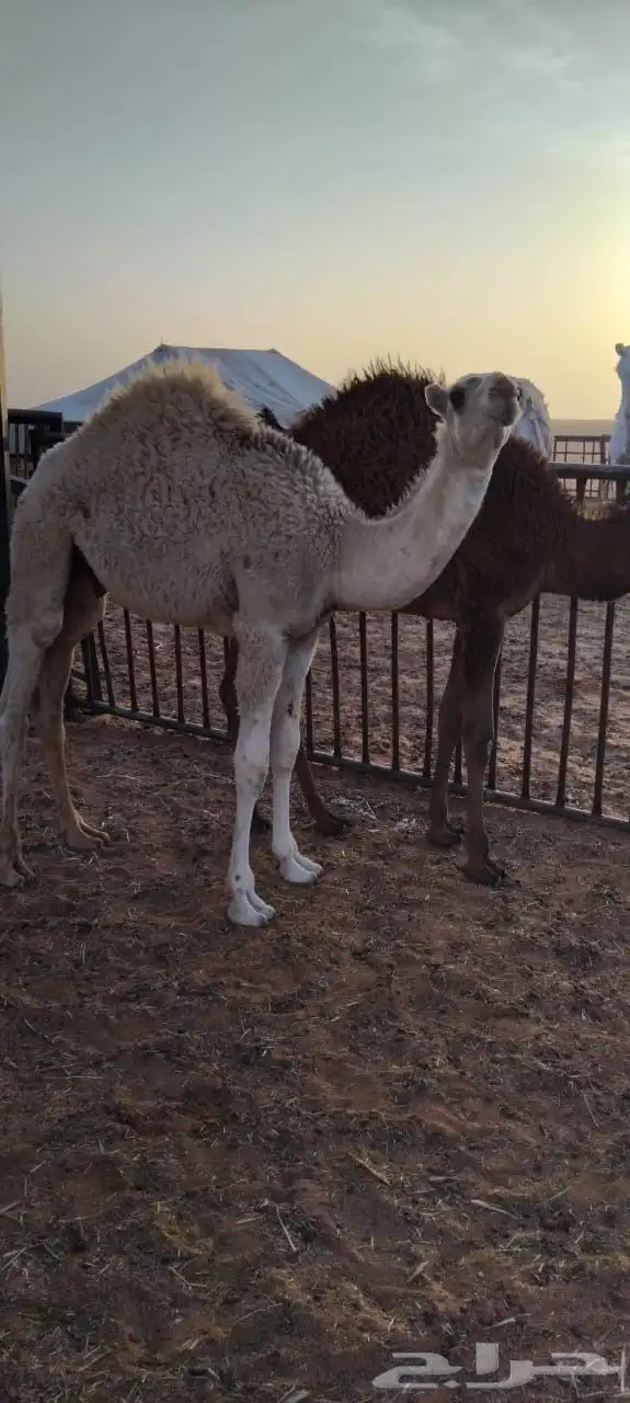 حشو لبانيه بريه فاخرة 3
