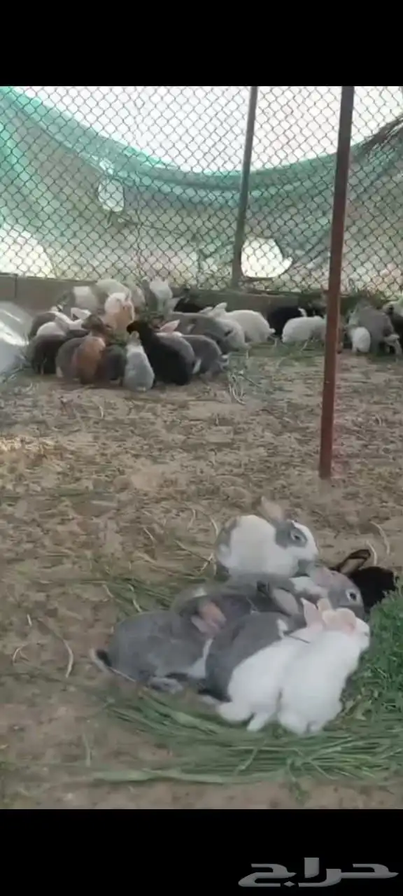 ارانب بلدية 1