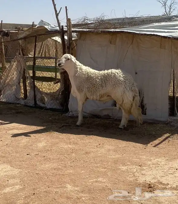 فحل حري صنف مشروط 4