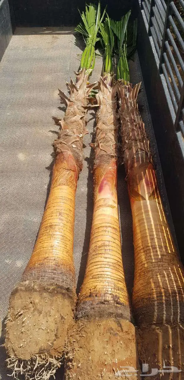 نخل واشنطني زينه واشنطونيا 3