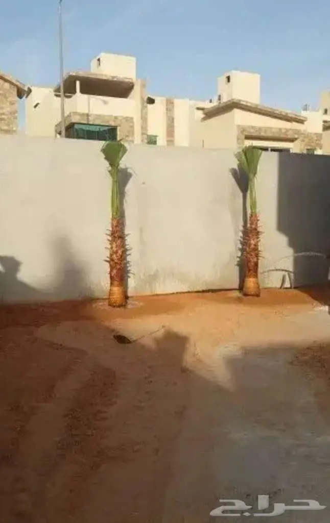 نخل واشنطني زينه واشنطونيا 7