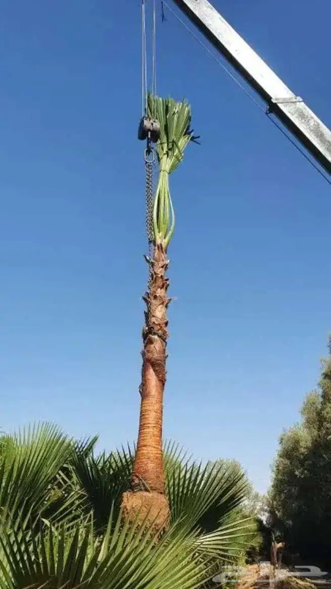 نخل واشنطني زينه واشنطونيا 5