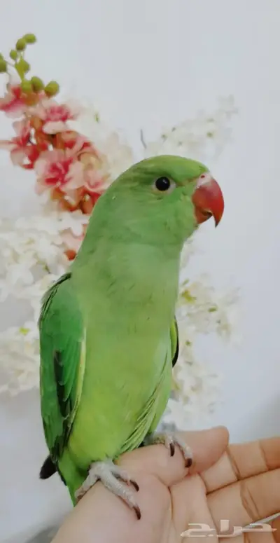 دره اليف عمر صغير 10