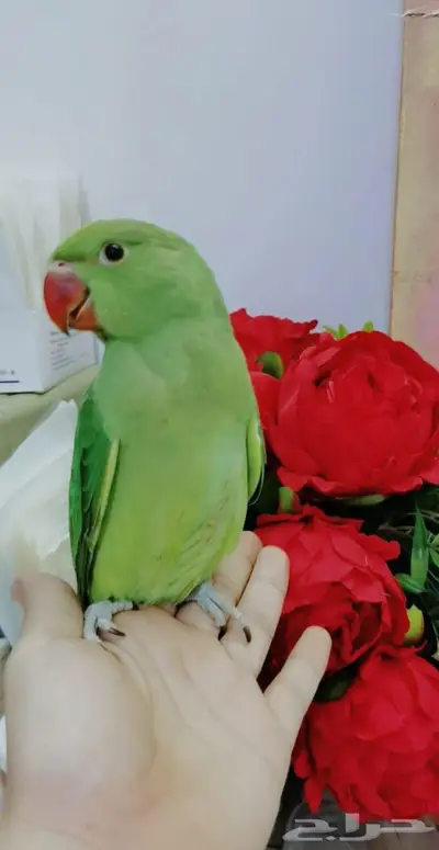 دره اليف عمر صغير 11