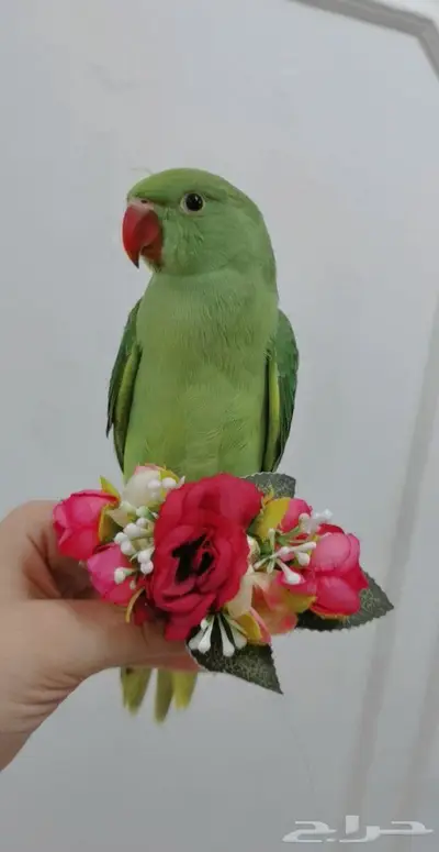 دره اليف عمر صغير 6