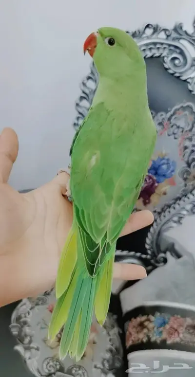 دره اليف عمر صغير 9