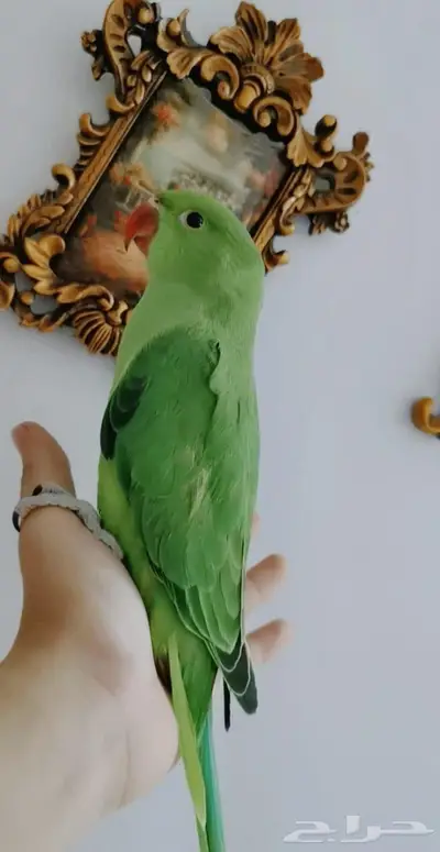 دره اليف عمر صغير 3