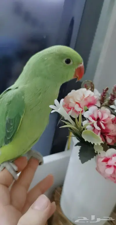 دره اليف عمر صغير 0