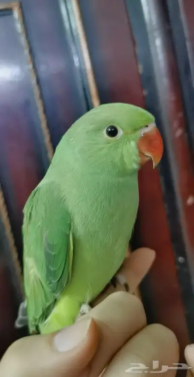 دره اليف عمر صغير 13