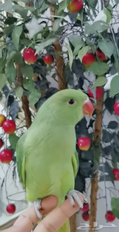 دره اليف عمر صغير 12