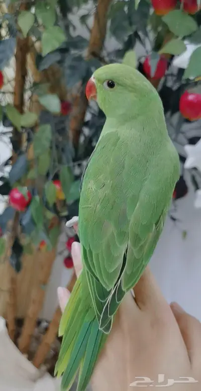 دره اليف عمر صغير 5