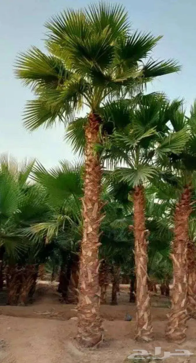 نخل واشنطني زينه واشنطونيا 9