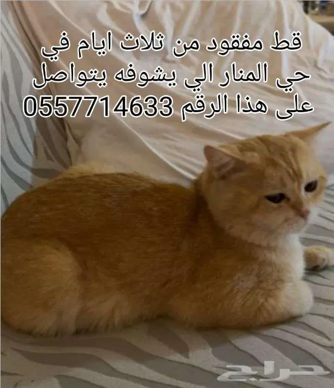 قط مفقود حي الرويضه 0