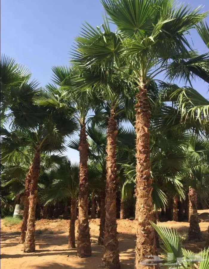 نخل واشنطني زينه واشنطونيا 8