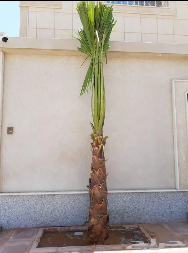 نخل واشنطني 5