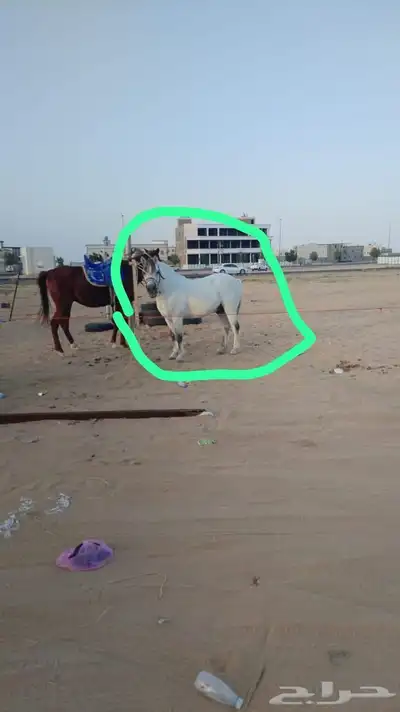 حصان بوني 0