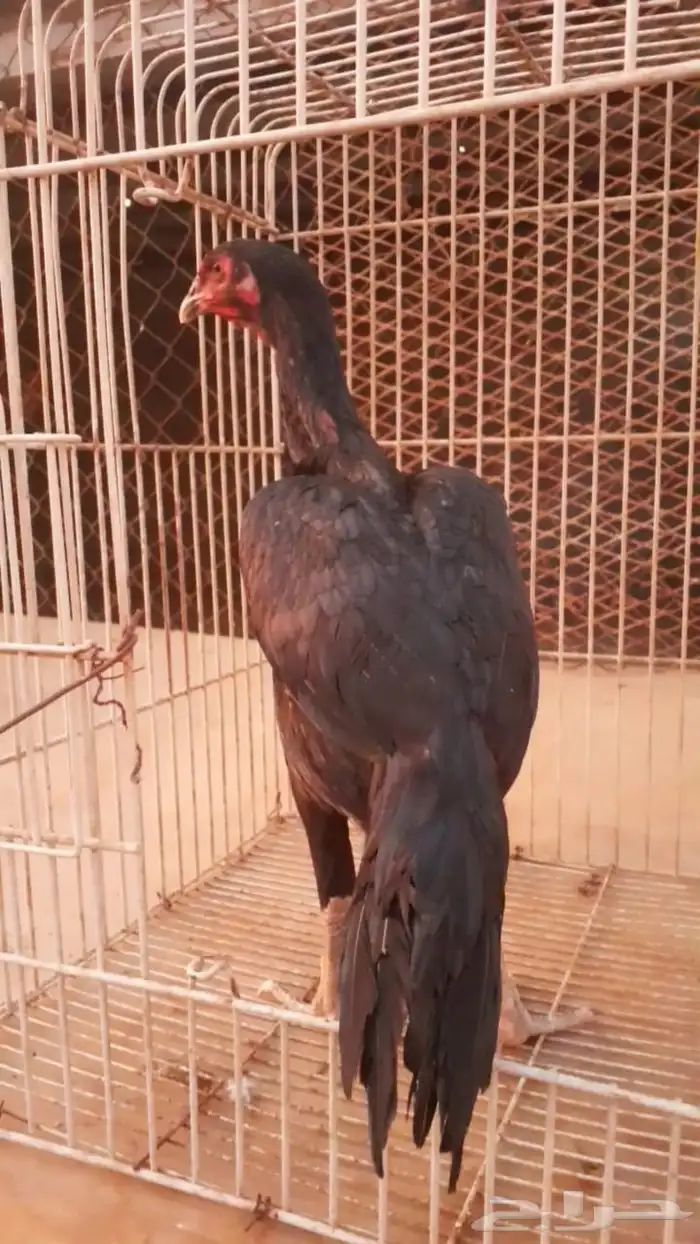 دجاجه سنديه 2