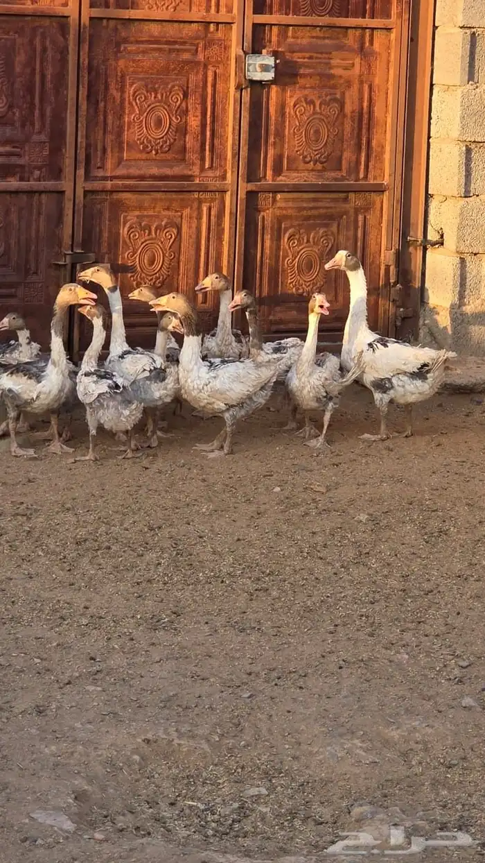 اوز 0