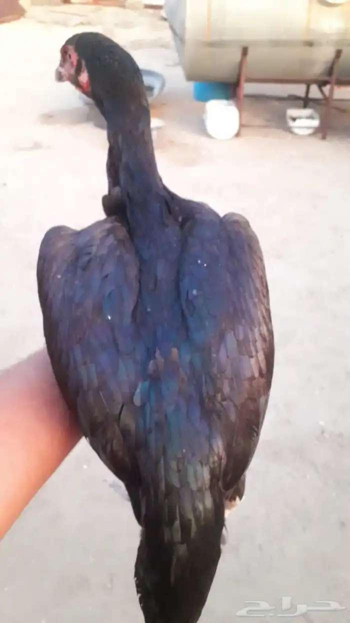 دجاجه سنديه 1