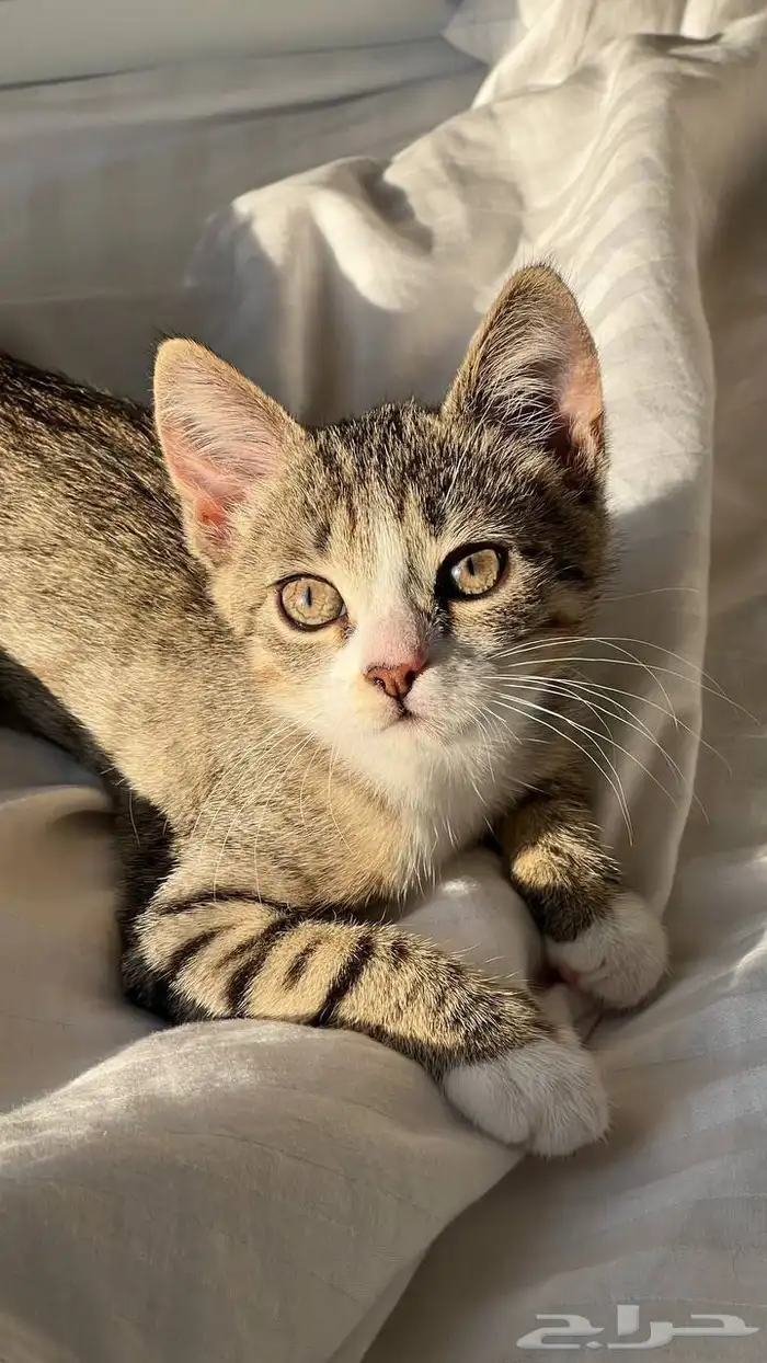 قط سكوتش ستريت شورت هير 5