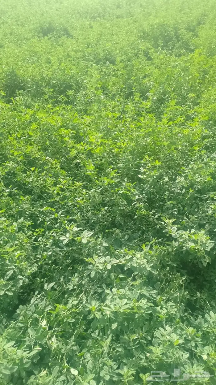 بذور برسيم حضرمي درجة أولى مضمون ونظيف ومجرب 20